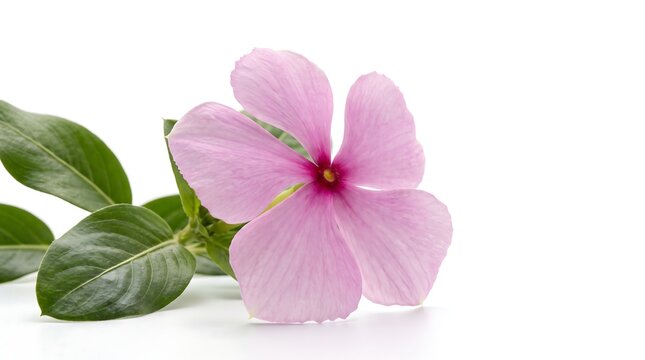 A single pink periwinkle flower with green leaves isolated on a white background.