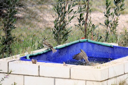 Yellow-faced Honeyeaters (Lichenostomus chrysops) bathing, South Australia
