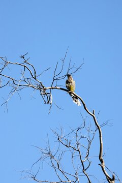 Red Wattlebird (Lichenostomus chrysops) preening on branch after bath , South Australia