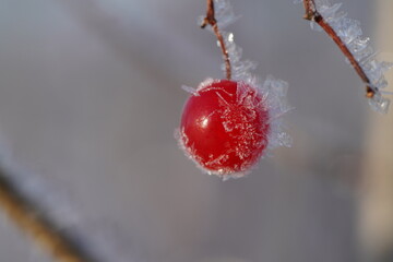 Close-up of a single red berry covered with ice crystals and hoarfrost on a branch. Winter, Christmas, and cold weather concept © polikarpovaart