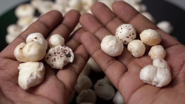 Person hold healthy fox nut or makhana Euryale ferox in hands, organic snack food for diet and weight loss, closeup shot