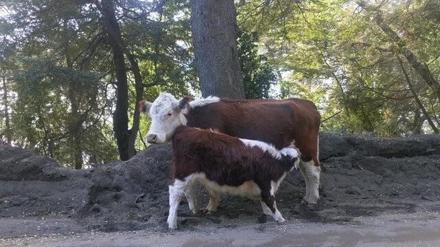 Hereford Calf Suckling from Mother by Forest Roadside Near Villa Traful, Argentine Patagonia