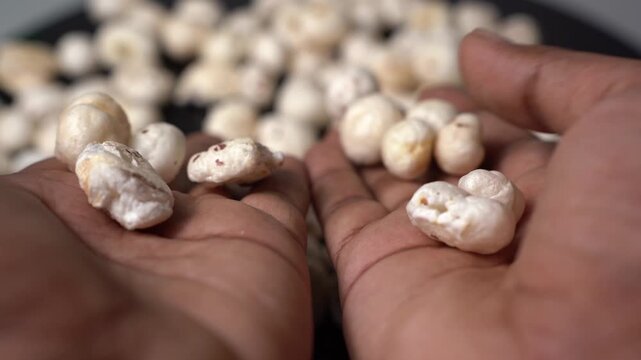 Close-up view of hands holding crunchy white fox nuts or lotus seeds, Euryale ferox, organic snack food for healthy lifestyle