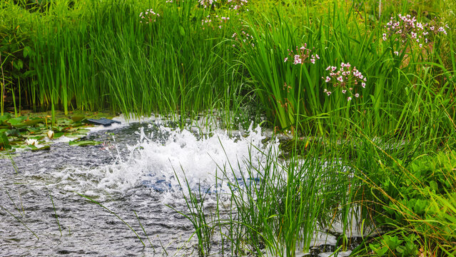 Filling a decorative pond with fresh water in the city center, a blooming water world, lush grass, water lilies.