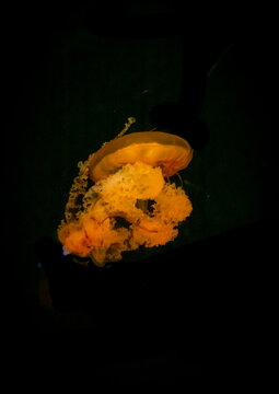 Glowing orange jellyfish floating in a dark aquarium tank, Kansai region, Osaka, Japan
