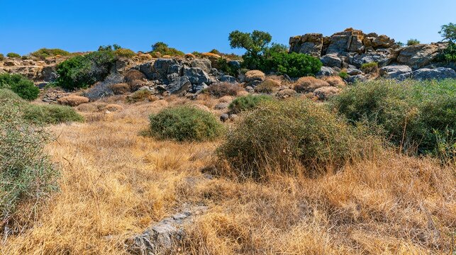 drenched. Sun-drenched Mediterranean hillside with dry grasses and clear sky. travel magazines, destination branding, designed for outdoor magazines and nature guides and travel destination branding.