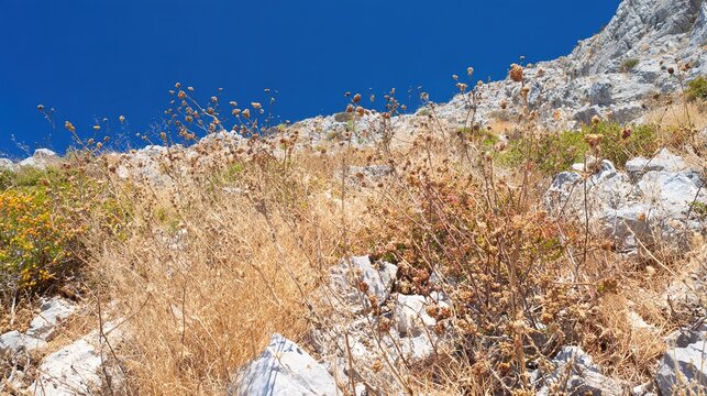 drenched. Sun-drenched Mediterranean hillside with dry grasses and clear sky. travel magazines, destination branding, designed for outdoor magazines and nature guides and travel destination branding.