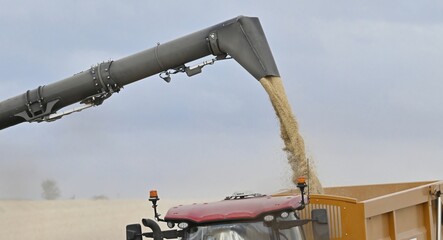 A combine harvester unloading grain into a tractor and trailer. © Angela