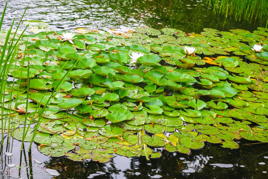 Filling a decorative pond with fresh water city center, a blooming water world, lush grass, water lilies.