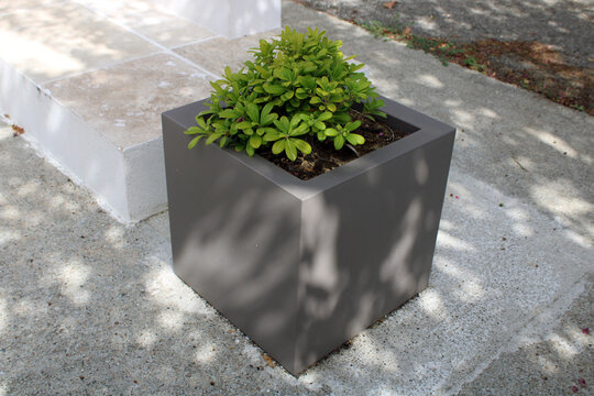 Pittosporum nain du Japon dans une jardini&egrave;re carr&eacute;e anthracite au design moderne