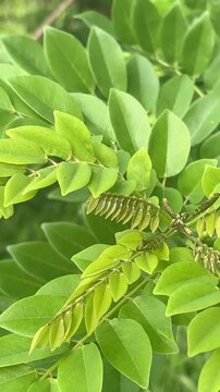 Nature background plants calm amazon rainforest