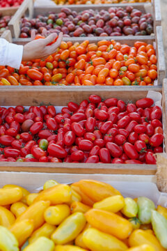 Customer hand picking fresh organic Solanum lycopersicum cherry tomatoes in wooden crates at outdoor local farmers market during sunny daytime. Vertical close-up view. Europe.
