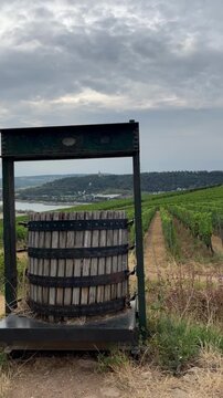 selective focus vineyards covering the hills of r&uuml;desheim am rhein