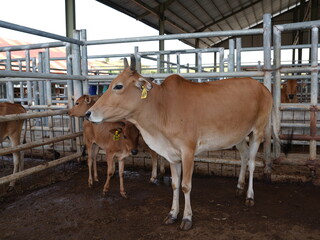 Brown Cow with Calves in a Farm © Alif