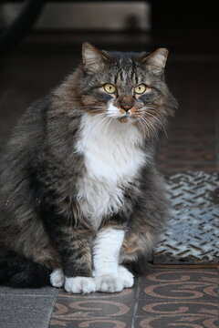 カメラ目線で座る長毛の猫