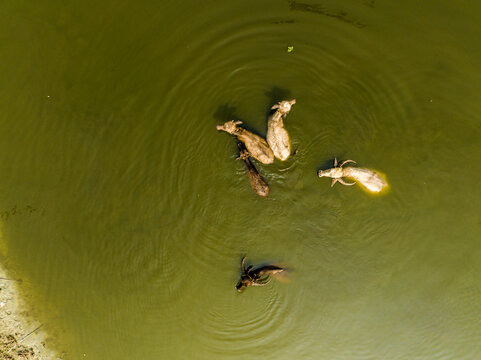 Aerial view of water buffaloes swimming in a green pond in Dhaka, Dhaka Division, Bangladesh.