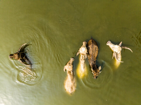 Aerial view of water buffaloes swimming in a river in Dhaka, Dhaka Division, Bangladesh.