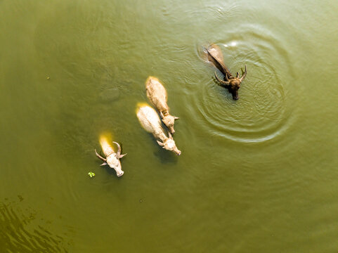 Aerial view of water buffalo swimming in a river with ripples in the water in Dhaka, Dhaka Division, Bangladesh.