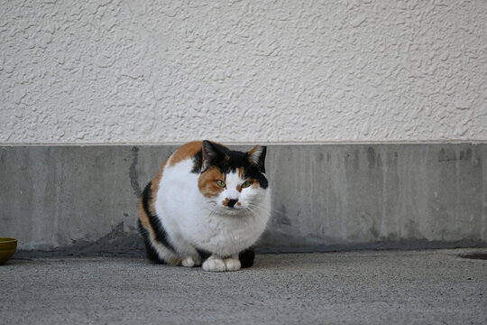 壁の前に座る三毛猫
