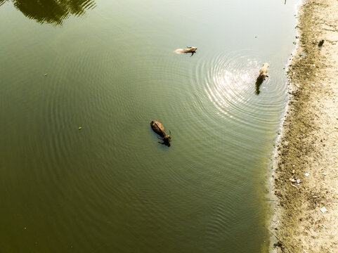 Aerial view of water buffalo swimming in a river near a sandy bank in Dhaka, Dhaka Division, Bangladesh.