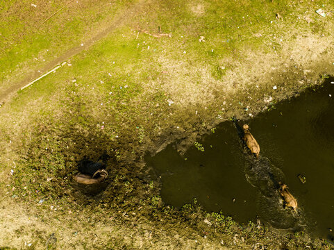 Aerial view of water buffaloes wading in a muddy pond surrounded by green grass in Dhaka, Dhaka Division, Bangladesh.