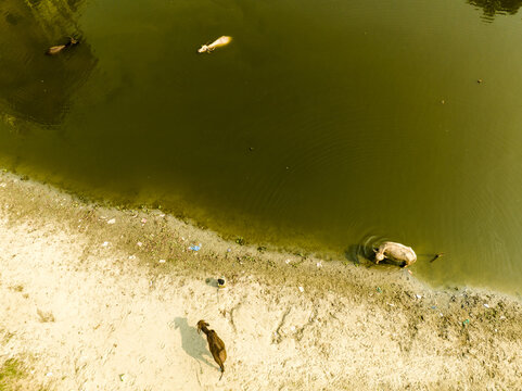Aerial view of water buffaloes wading in a pond and standing on a sandy riverbank in Dhaka, Dhaka Division, Bangladesh.