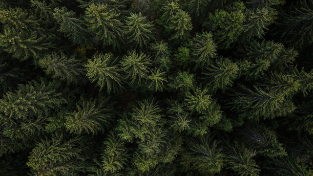 Aerial view of the dense pine forest on the Island of Krcedin, Vojvodina, Serbia.