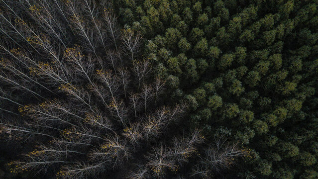 Aerial view of the Krcedin Island featuring a contrast between bare deciduous trees and dense evergreen forest in Vojvodina, Serbia.