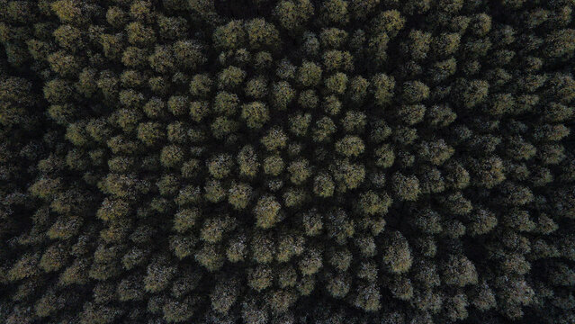 Aerial view of the dense forest canopy on the Island of Krcedin with lush green trees and shadows in Vojvodina, Serbia.