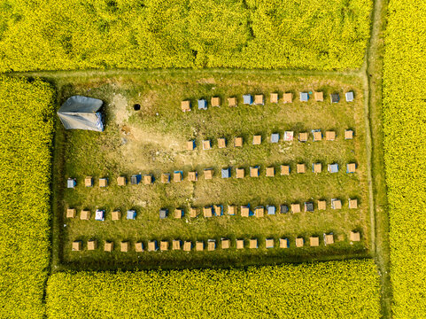 Aerial view of a bee farm with rows of beehives placed in a field surrounded by vibrant yellow mustard crops in Singair, Dhaka Division, Bangladesh.