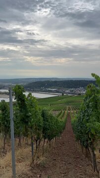 selective focus scenic wine country hills surrounding r&uuml;desheim am rhein
