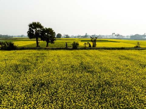 Aerial view of a vibrant yellow mustard field with palm trees and a person walking along a rural path in the countryside in Singair, Dhaka Division, Bangladesh.