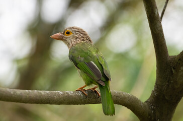Fototapeta premium Lineated Barbet (Psilopogon lineatus) perched on a tree branch.