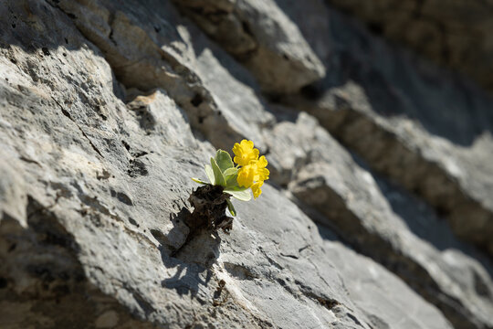 vista macro di una piccola pianta con fiorellini gialli, cresciuti tra su una parete rocciosa in un ambiente naturale di montagna, in Slovenia, in primavera