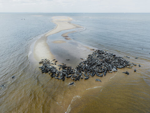 Aerial view of a large colony of seals resting on a sandy island surrounded by shallow coastal waters in Mikoszewo, Pomeranian Voivodeship, Poland.