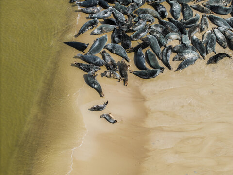 Aerial view of a large colony of grey seals resting on the sandy beach along the shoreline in Mikoszewo, Pomeranian Voivodeship, Poland.