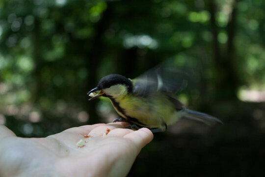 feeding the bird from your hand