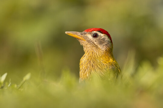 Close-up portrait of a Streak-throated Woodpecker (Picus xanthopygaeus).