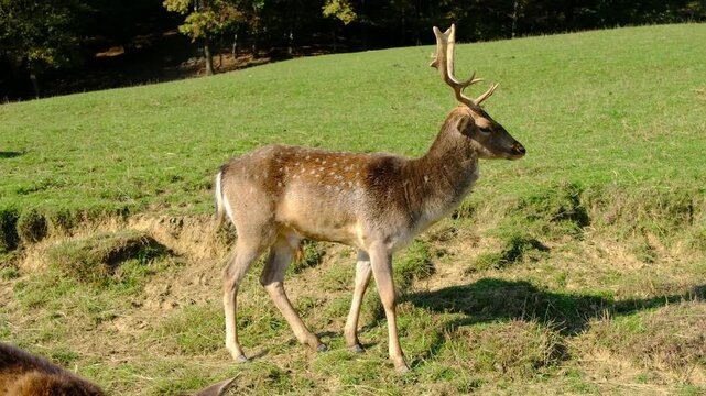 Large group of beautiful spotted deer grazes together on lush green hillside pasture. Jelenov Greben farm provides natural habitat for peaceful animals during sunny day.