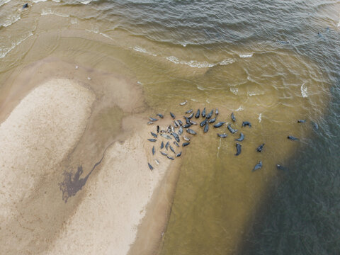 Aerial view of a group of seals resting on a sandy spit surrounded by shallow coastal waters in Mikoszewo, Pomeranian Voivodeship, Poland.