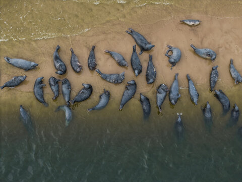 Aerial view of a group of seals resting on the sandy shore along the water in Mikoszewo, Pomeranian Voivodeship, Poland.