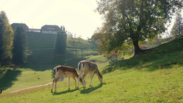 Beautiful young fallow deer walks alone on dry grassy pasture near road side. Jelenov Greben farm provides peaceful natural habitat for wild animals under bright summer sun.