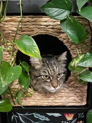 tommycat1 © Carine