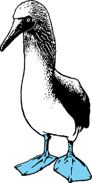 blue footed booby bird