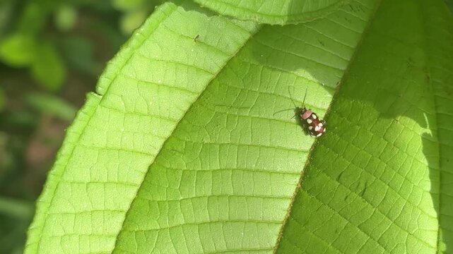 ladybug plants red and white 