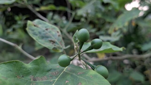 Close-up of fresh green turkey berry or susumber fruits growing on a plant in nature for agriculture, herb, and organic food concept
