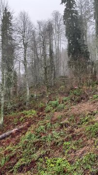 A misty forest scene with tall trees and undergrowth. The ground is covered in brown leaves and green plants. The atmosphere is calm and serene.