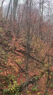 A misty forest scene with trees displaying autumn foliage. The ground is covered in fallen leaves, creating a colorful carpet of orange and yellow.