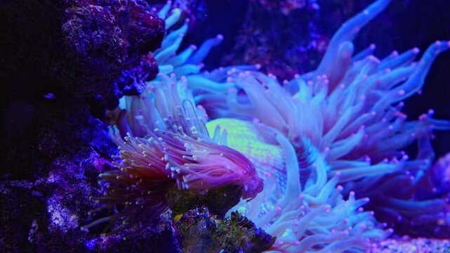 Euphyllia glabrescens violet tentacle, fluorescent polyp moves in laminar flow, Catalaphyllia Jardinei soft coral blur background, live rock reef marine aquarium, LED light, aquafarming hobby, relax