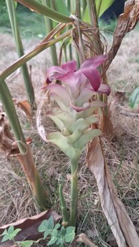 Close-up of white turmeric flower or Curcuma zedoaria blooming in a garden for herbal medicine, agriculture, and nature concept